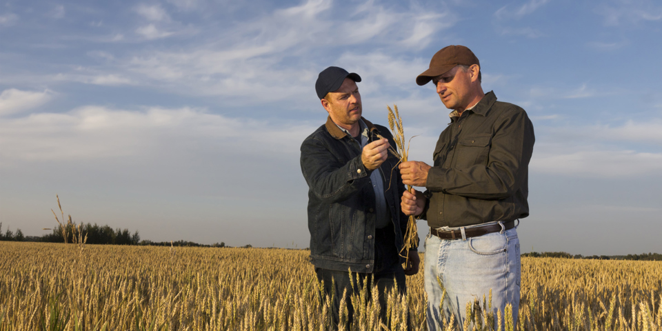 Farm insurance tips straight from the horse’s mouth